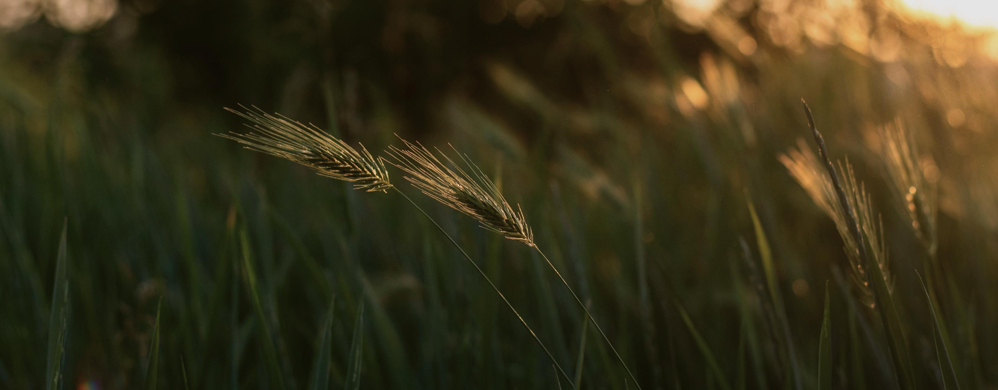 dividend fund visual image